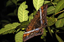 Black witch moth (Ascalapha odorata) resting on leaf, Lalo Loor Reserve, Manabi Province, Ecuador
