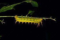Silk moth (Saturniidae) caterpillar, Lalo Loor Reserve, Manabi Province, Ecuador.