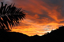 Sunset in the cloud forest, with silhoutte of palm leave (Attalea sp.), Jama Coaque Ecological Reserve, Manabi Province, Ecuador. February 2012.