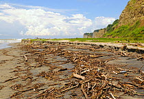 Driftwood washed up on beach after flooding, Canoa, Ecuador. February 2012.