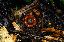 Earthstar (Geastrum) fungus Lalo Loor reserve, Manabi Province, Ecuador.