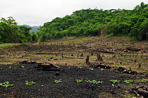 Clearance of coastal rainforest for subsistence agriculture, Manabi Province, Ecuador. February 2012.