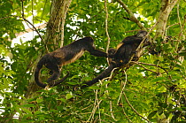Two female Mantled / Golden howler monkeys (Alouatta palliata) with an infant in tree canopy, Lalo Loor Reserve, Manabi province, Ecuador.