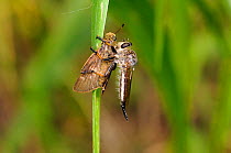 Robberfly (Asiidae) with a captured skipper butterfly (Hesperidae), Manabi Province, Ecuador.