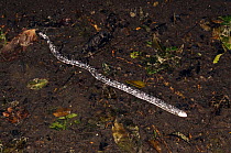 Spotted worm lizard (Amphisbaena fuliginosa), captive, Lalo Loor Reserve, Manabi Province, Ecuador.