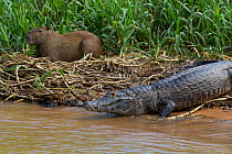Yacare caiman (Caiman yacare) sliding into river near Capybara (Hydrochoerus hydrochaeris) Pantanal, Pocone, Brazil