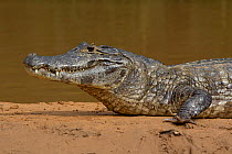 Yacare caiman (Caiman yacare) profile, Pantanal, Pocone, Brazil