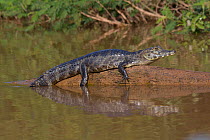 Yacare caiman (Caiman yacare) basking on submerged trunk in river, Pantanal, Pocone, Brazil