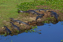 Yacare caiman (Caiman yacare) group basking on river bank, Pantanal, Pocone, Brazil