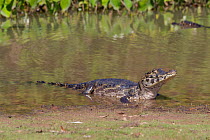 Yacare caiman (Caiman yacare) at water's edge, Pantanal, Pocone, Brazil