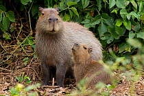 Capybara (Hydrochoerus hydrochaeris) female with baby, Pantanal, Pocone, Brazil