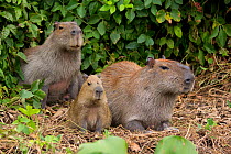 Capybara (Hydrochoerus hydrochaeris) male and female with baby, Pantanal, Pocone, Brazil