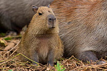 Capybara (Hydrochoerus hydrochaeris) baby portrait, Pantanal, Pocone, Brazil