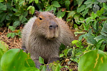 Capybara (Hydrochoerus hydrochaeris) Pantanal, Pocone, Brazil