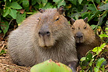 Capybara (Hydrochoerus hydrochaeris) female with baby, Pantanal, Pocone, Brazil