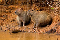 Capybara (Hydrochoerus hydrochaeris) male and female sitting on riverbank, Pantanal, Pocone, Brazil