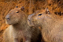 Capybara (Hydrochoerus hydrochaeris) male and female, Pantanal, Pocone, Brazil