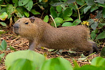 Capybara (Hydrochoerus hydrochaeris) baby stretching, Pantanal, Pocone, Brazil