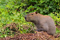 Capybara (Hydrochoerus hydrochaeris) female, Pantanal, Pocone, Brazil