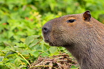 Capybara (Hydrochoerus hydrochaeris) female face portrait, Pantanal, Pocone, Brazil