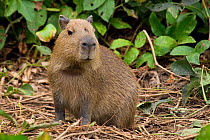 Capybara (Hydrochoerus hydrochaeris) baby, Pantanal, Pocone, Brazil