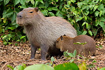 Capybara (Hydrochoerus hydrochaeris) female with suckling baby, Pantanal, Pocone, Brazil