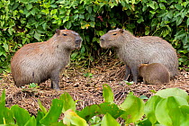 Capybara (Hydrochoerus hydrochaeris) male and female with suckling baby, Pantanal, Pocone, Brazil