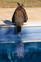 Common / Southern crested caracara (Caracara plancus) drinking from swimming pool, Pantanal, Pocone, Brazil
