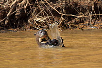 Giant otter (Pteronura brasiliensis) playing with plastic bottle, Pantanal, Pocone, Brazil