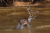 Giant otter (Pteronura brasiliensis) swimming in river, Pantanal, Pocone, Brazil
