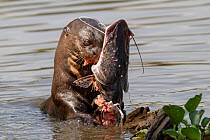 Giant otter (Pteronura brasiliensis) feeding on catfish Pantanal, Pocone, Brazil