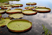 Giant water lily (Victoria cruziana) Pantanal, Matogrossense National Park, Brazil