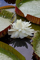 Giant water lily (Victoria cruziana) new flowers are white, Pantanal, Matogrossense National Park, Brazil
