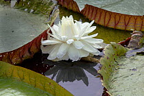 Giant water lily (Victoria cruziana) new flowers are white, Pantanal, Matogrossense National Park, Brazil