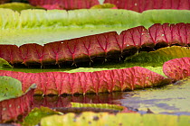 Giant water lily (Victoria cruziana) close up of leaf Pantanal, Matogrossense National Park, Brazil