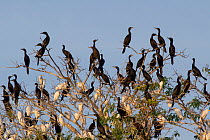 Brasilian cormorants (Phalacrocorax brasilianus) and Great egrets (Ardea alba) in night roost in tree, Pantanal, Pocone, Brazil