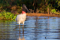 Jabiru stork (Jabiru mycteria) showing nictitating membrane to protect eyes whilst fishing, Pantanal, Pocone, Brazil