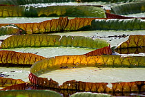 Giant water lily leves (Victoria cruziana) Pantanal, Matogrossense National Park, Brazil