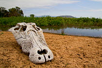 Yacare caiman (Caiman yacare) skull on river bank, Pantanal, Pocone, Brazil