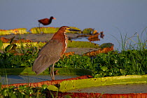 Rufescent Tiger heron (Tigrisoma lineatum) supported by Giant water lily leaf (Victoria cruziana) with Wattled jacana (Jacana jacana) in background, Pantanal, Pocone, Brazil