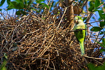 Monk parakeet (Myiopsitta monachus) at nest, Pantanal, Pocone, Brazil