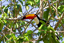 Toco toucan (Ramphastos toco) Pantanal, Matogrossense National Park, Brazil