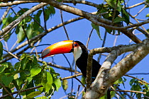 Toco toucan (Ramphastos toco) Pantanal, Matogrossense National Park, Brazil
