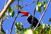 Toco toucan (Ramphastos toco) feeding, catching insects with bony tongue, Pantanal, Matogrossense National Park, Brazil