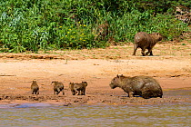 Capybara (Hydrochoerus hydrochaeris) family on river bank, Pantanal, Pocone, Brazil