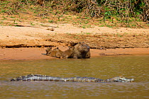 Capybara (Hydrochoerus hydrochaeris) family resting on river bank with Yacare caiman (Caiman yacare) nearby, Pantanal, Pocone, Brazil