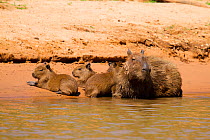 Capybara (Hydrochoerus hydrochaeris) family resting on river bank, Pantanal, Pocone, Brazil