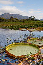 Giant water lily (Victoria cruziana) Pantanal, Matogrossense National Park, Amolar mountains in background, Brazil
