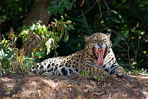 Jaguar (Panthera onca) yawning whilst at rest on bank, Pantanal, Pocone, Brazil