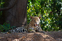 Jaguar (Panthera onca) resting on bank, Pantanal, Pocone, Brazil